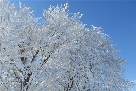Un albero in inverno
