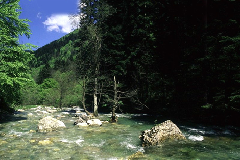 Il Torrente Pesio