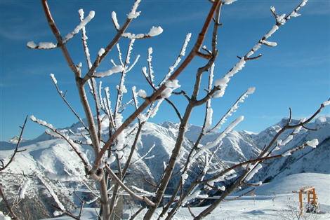Rami innevati