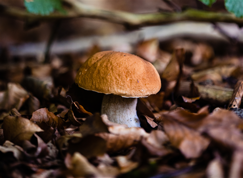 Raccolta dei funghi: informazioni utili